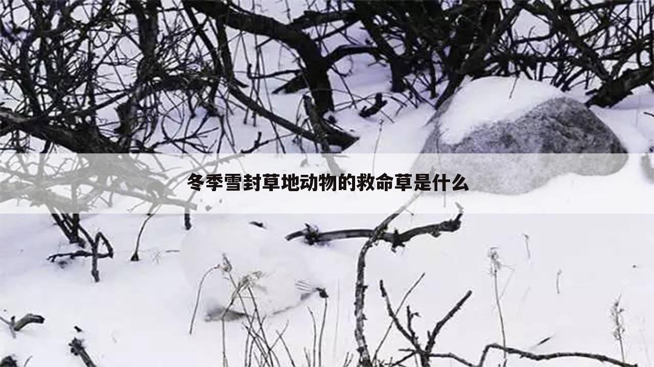 冬季雪封草地动物的救命草是什么